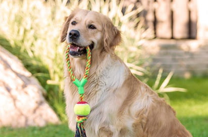 Was ist ein Zugseilspielzeug für Hunde?