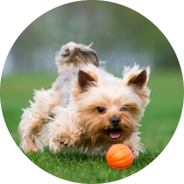 Tennis-Haustier-Hundespielzeug